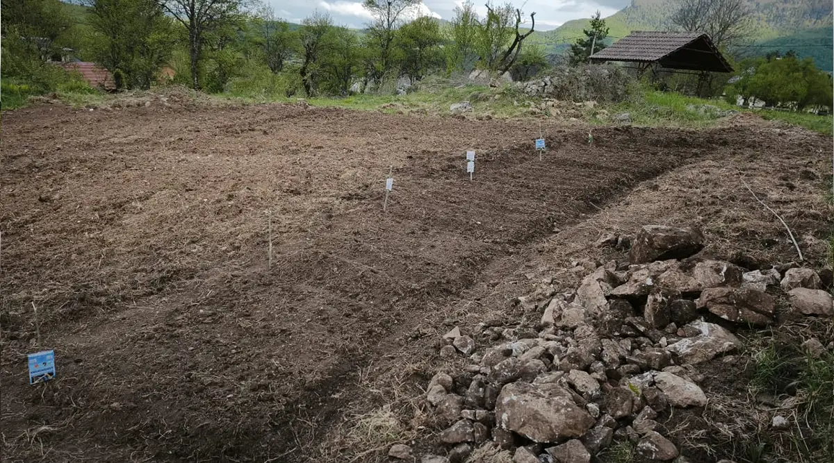Small family home Ledici planting agriculture organic Foundation Second 03