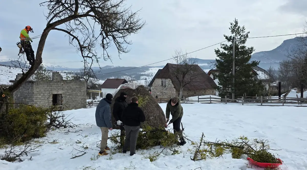 arborist ledici tree pruning mistletoe removal foundation second