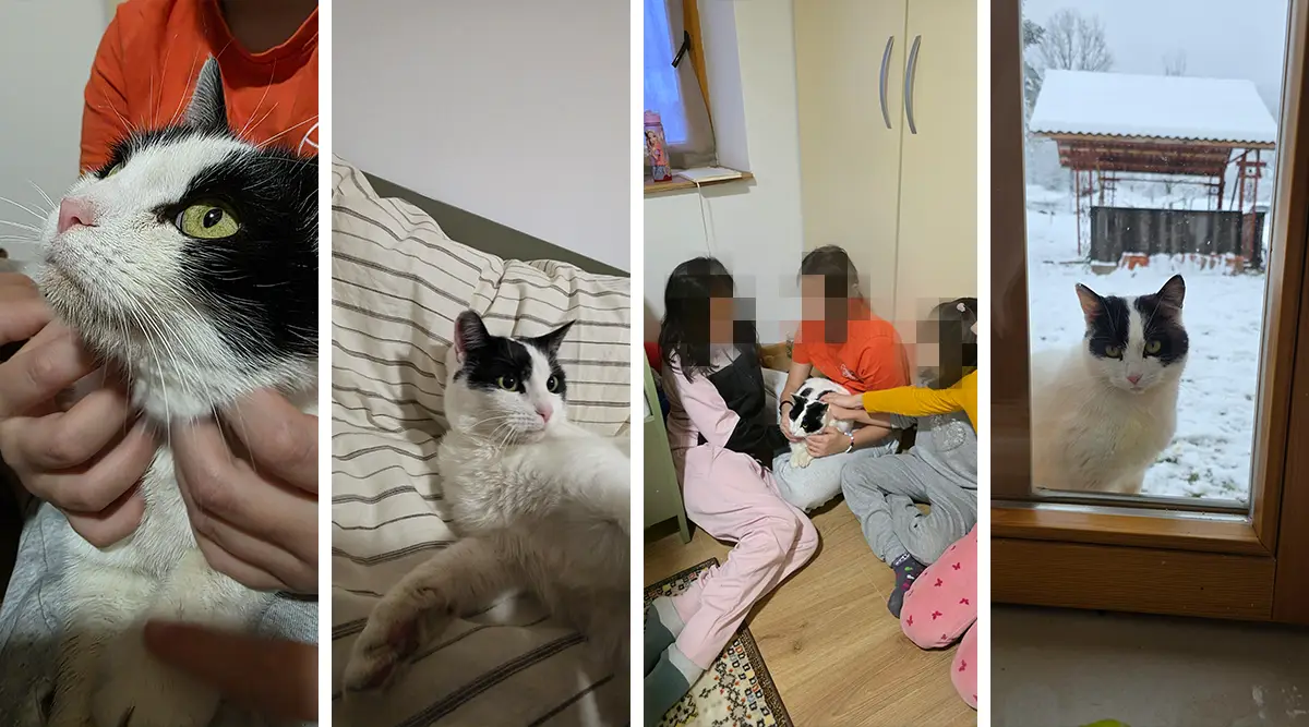 The story children always ask to hear again: How Pufnica adopted five orphaned kittens