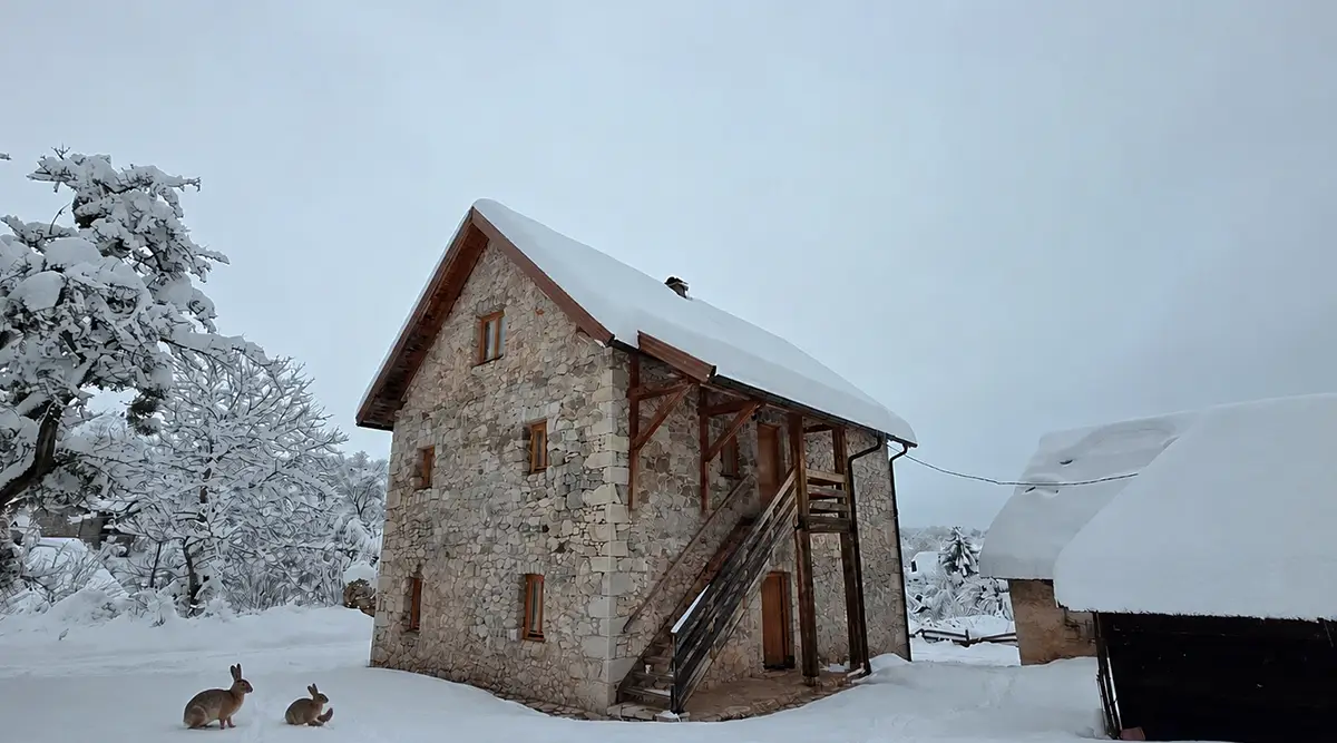 wild rabbits small family home foundation second