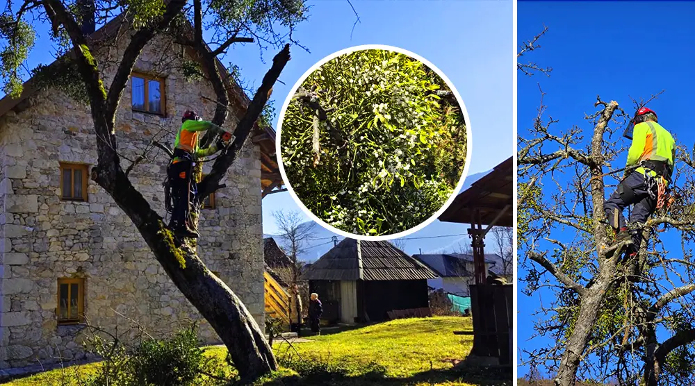 small family home ledici apple trees courtyard Second Foundation 03